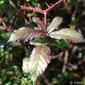 Folhas da Silva // Elmleaf Blackberry (Rubus ulmifolius)