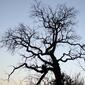 Azinheira...  ao anoitecer // Holm Oak... When the Sun goes down (Quercus rotundifolia)