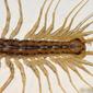 Centípede // House Centipede (Scutigera coleoptrata)