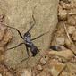 Formiga // Ant (Cataglyphis hispanicus)