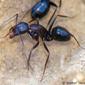 Formiga // Carpenter Ant (Camponotus sylvaticus)