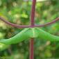 Madressilva // Honeysuckle (Lonicera implexa)