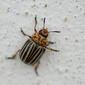 Escaravelho // Potato Beetle (Leptinotarsa decemlineata)