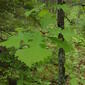 Understory bur oak leaves near Two Harbors MN