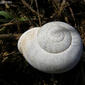 Caracol // Milk Snail (Otala lactea)