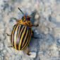 Escaravelho // Potato Beetle (Leptinotarsa decemlineata)