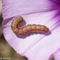 Uma pequena Lagarta // Cotton Bollworm caterpillar (Helicoverpa armigera)