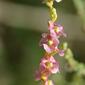 Flor do sapal // Shrubby Russian Thistle (Salsola vermiculata)