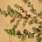 Barrilha-espinhosa; Soda-espinhosa // Russian Thistle; Saltwort (Salsola kali)