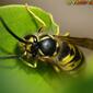 Vespa // Common Wasp (Vespula vulgaris), male
