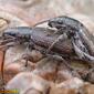 Gorgulhos acasalando // Weevils mating (Brachyderes lusitanicus)