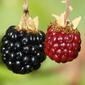 Amoras-silvestres // Elmleaf Blackberry (Rubus ulmifolius)