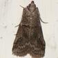 Borboleta Noturna // Moth (Acrobasis consociella)