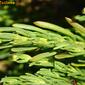 Campana-da-praia; Madorneira-bastarda // Golden Samphire (Limbarda crithmoides)