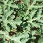 Folhas de Melancia // Water Melon leaves (Citrullus lanatus)