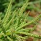 Salicórnia // Twiggy Glasswort (Salicornia ramosissima)