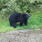 Ursus americanus (American Black Bear)