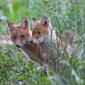 Red fox cubs (Vulpes vulpes)