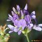 Alfalfa; Luzerna (Medicago sativa)