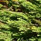 Campana-da-praia; Madorneira-bastarda // Golden Samphire (Limbarda crithmoides)