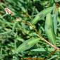 Erva-pessegueira // Redshank (Persicaria maculosa)
