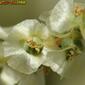 Flor do Sapal // Shrubby Russian Thistle (Salsola vermiculata)