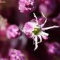 Alho-bravo; Alho-ordinário; Alho-de-Verão; Alho-françês; Alho-inglês // Broadleaf Wild Leek (Allium ampeloprasum)