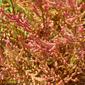 Salicórnia // Twiggy Glasswort (Salicornia ramosissima)