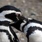 Penguins loving IV / Pingüinos cariñosos IV