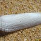 Common Piddock (Pholas dactylus)