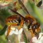 Abelha // Leafcutting Bee (Rhodanthidium sticticum), female