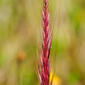 Vúlpia-ciliada // Fringed Fescue (Vulpia ciliata subsp. ciliata)