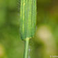 Echinochloa oryzoides