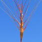 Egilope-de-três-polegadas; Trigo-de-perdiz // Barbed Goatgrass (Aegilops triuncialis)