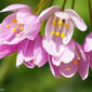 Alho-rosado; Cebolinho-róseo // Rosy Garlic (Allium roseum)