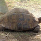 Tartaruga-alongada // Elongated Tortoise (Indotestudo elongata)