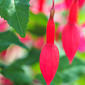 Brinco-de-princesa // Fuchsia (Fuchsia hybrida)