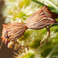 Percevejos // Bugs (Ancyrosoma leucogrammes)