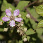 Flor da Silva // Elmleaf Blackberry (Rubus ulmifolius)