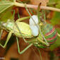 Grilos acasalando // Bush-crickets mating (Steropleurus pseudolus)