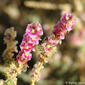 Flor do sapal // Shrubby Russian Thistle (Salsola vermiculata)