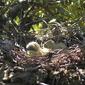 Ninho de Rola-turca // Eurasian Collared Dove nest (Streptopelia decaocto)