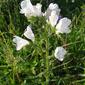 Soagem // Purple Viper's Bugloss (Echium plantagineum), albino form
