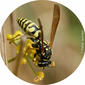 Vespa‑do‑papel // Large Paper Wasp (Polistes gallicus)