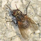 Mosca da família Calliphoridae // Cluster Fly (Pollenia stigi)