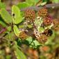 Frutos da Silva: Amoras Silvestres // Elmleaf Blackberry (Rubus ulmifolius)