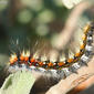 Lagarta de Borboleta Noturna // Lappet Moth caterpillar (Psilogaster loti)