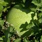 Melancia // Watermelon (Citrullus lanatus)