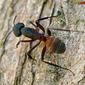 Formiga // Carpenter Ant (Camponotus cruentatus)
