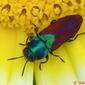 Escaravelho // Metallic Wood-boring Beetle (Anthaxia scutellaris)